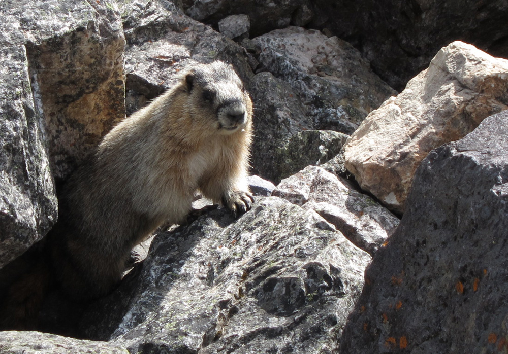 Cute Marmot Cute Marmot