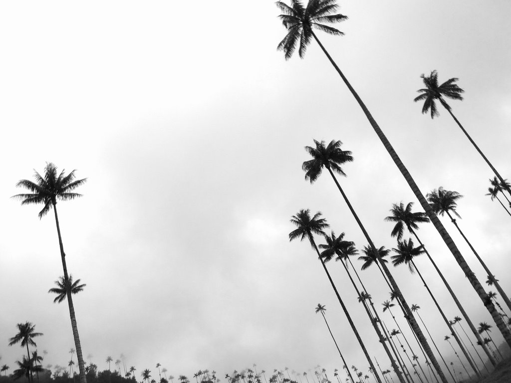 The wax palms of Valle de Cocora