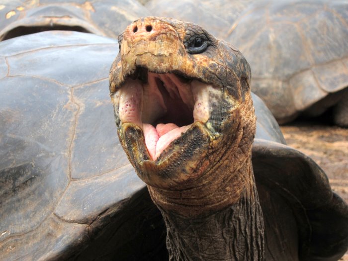 Land tortoise, Galapagos, Ecuador
