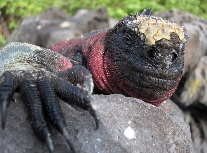 Marine iguana sunworshipping, Galapagos