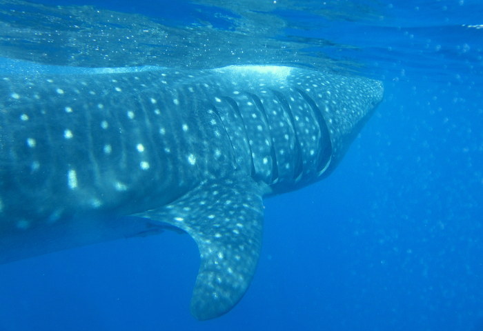 swimming with whale sharks in Isla Mujeres Mexico