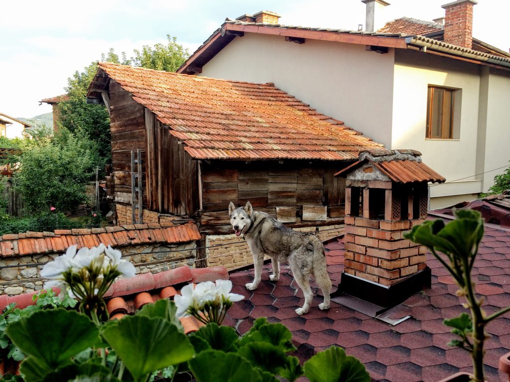 Dog, what are you doing on the roof?