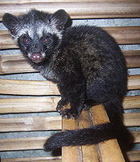 luwak_animal