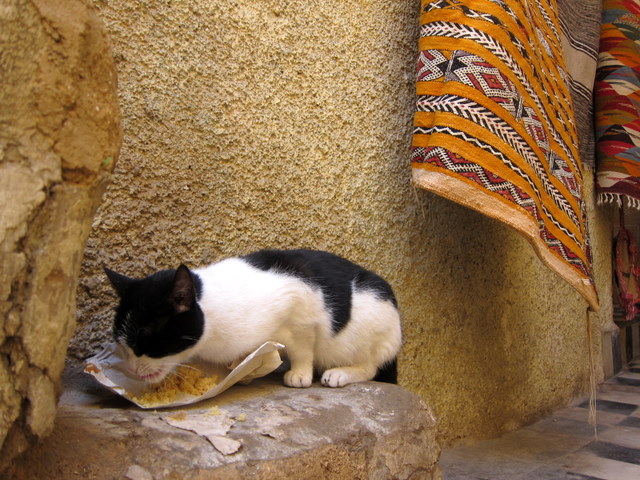 Stray cat in Fes, Morocco